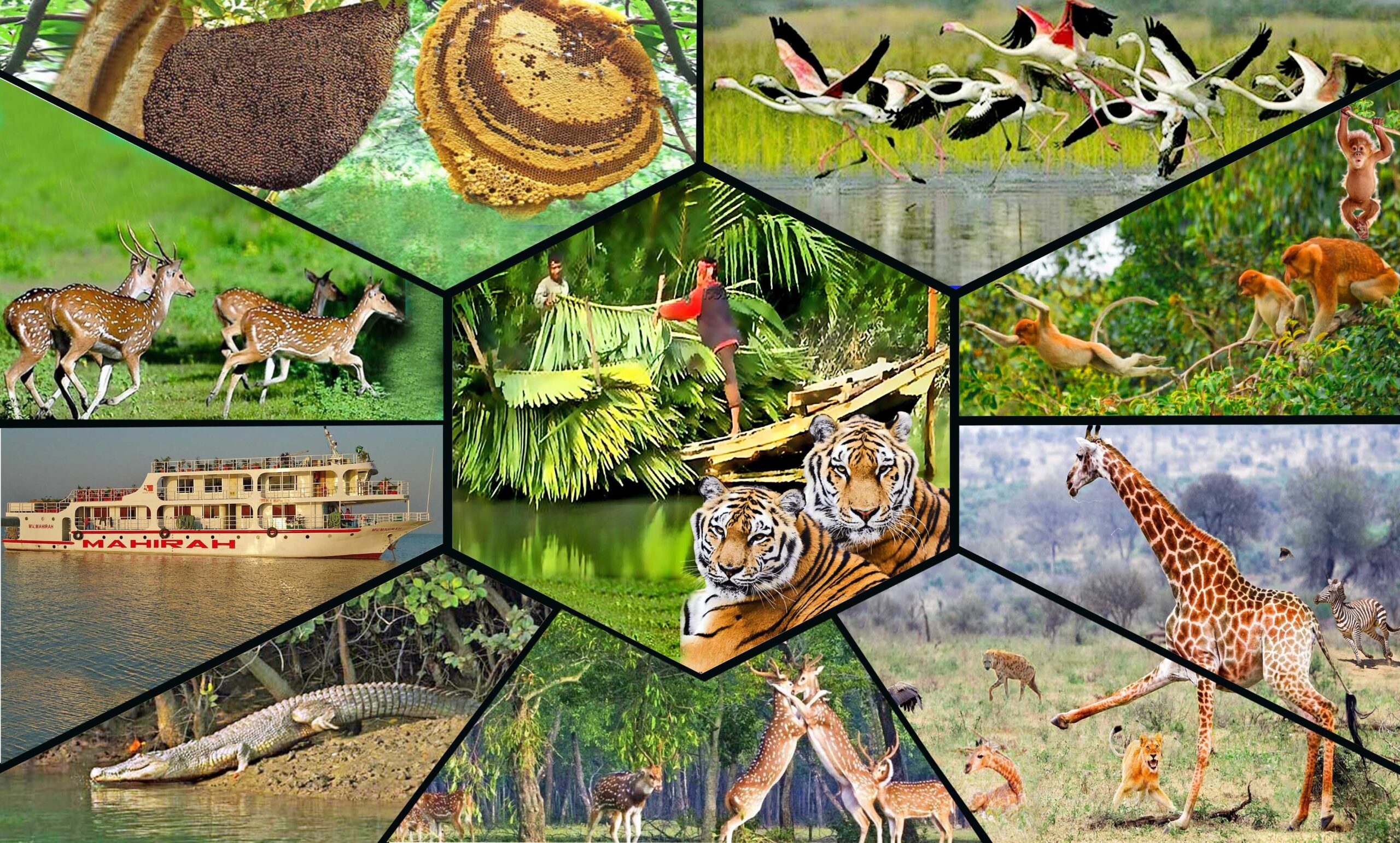 সুন্দরবন ভ্রমণ: কোথায় যাবেন, কী দেখবেন ও খরচ কেমন হবে