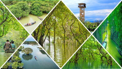 রাতারগুল সোয়াম্প ফরেস্ট, সিলেটের একমাত্র জলাবন