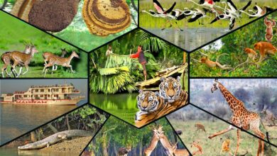 সুন্দরবনের প্রাকৃতিক সৌন্দর্য ও পর্যটন স্পট